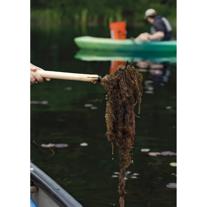 Bladderwort