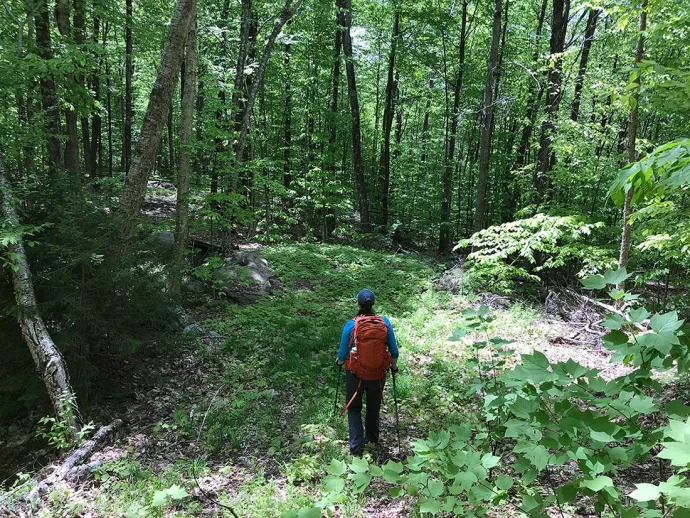 Walking woods
