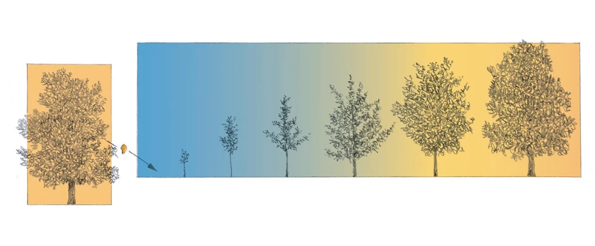 Warm climate trees