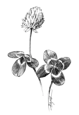 White clover thumbnail