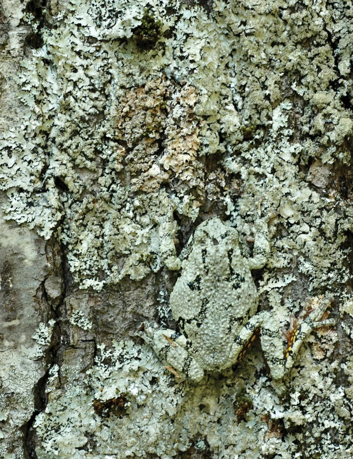 Gray treefrog