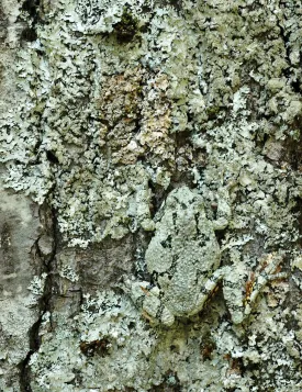 Gray treefrog thumbnail