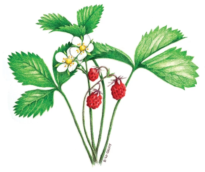 Wild strawberries