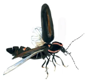 Winter firefly thumbnail