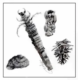 Winter invertebrates thumbnail