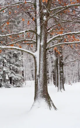 Winter oak thumbnail