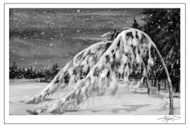 Winter trees thumbnail