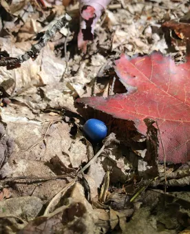 wit-blue-brown.jpg thumbnail