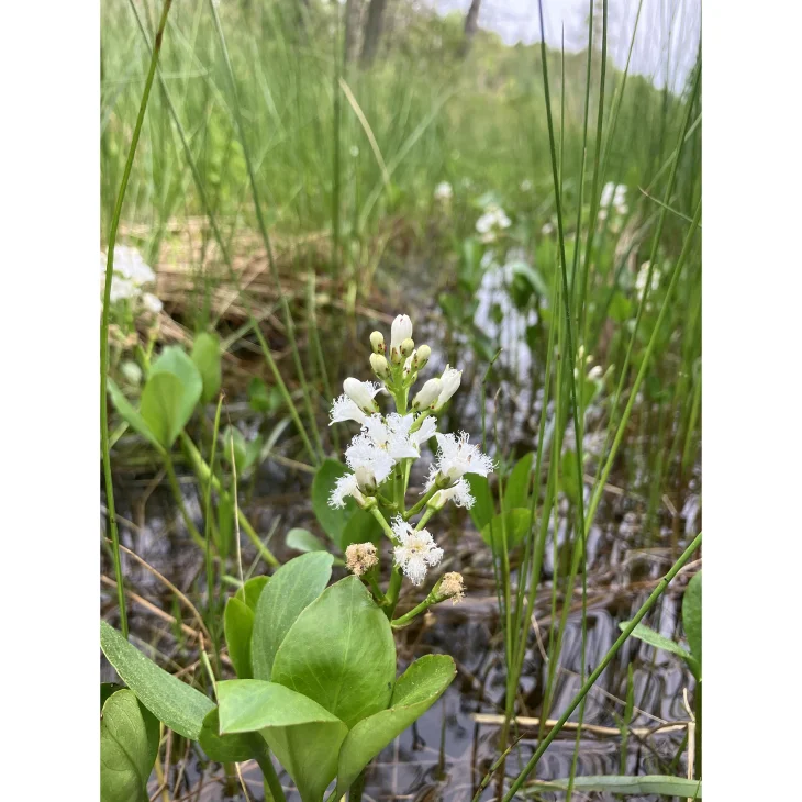 wit-fancy-flower2.jpg Image