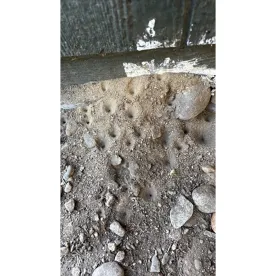 wit-holey-moly.jpg thumbnail