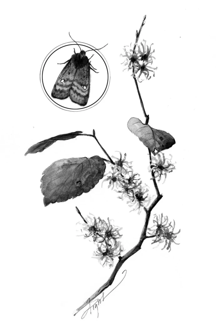Witch hazel