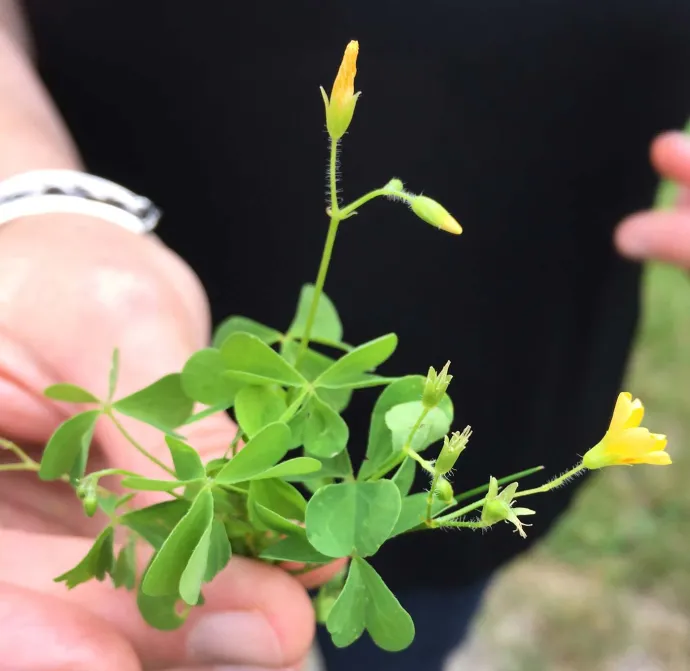 wood_sorrel_collins.jpg