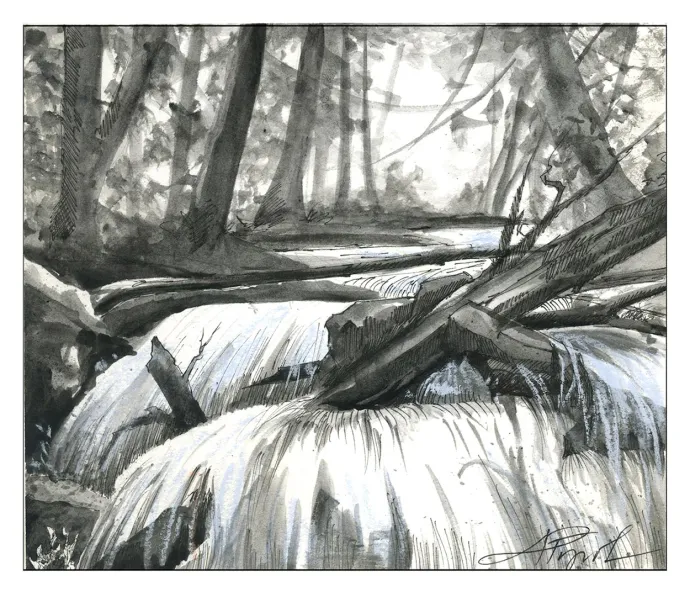 wood in streams