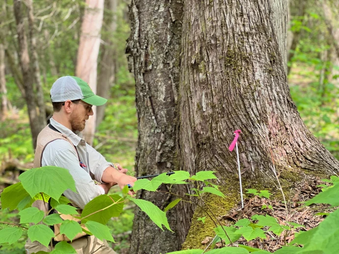 Coring cedar
