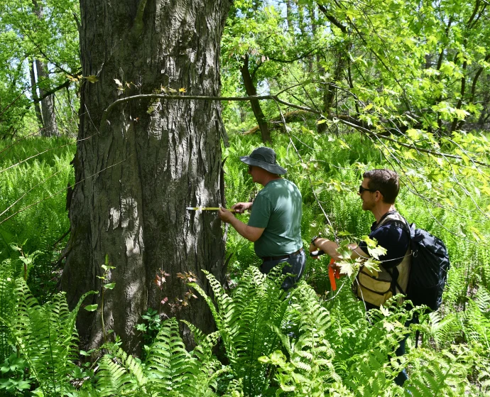 Floodplain forest