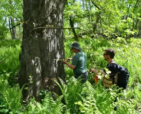 Floodplain forest thumbnail