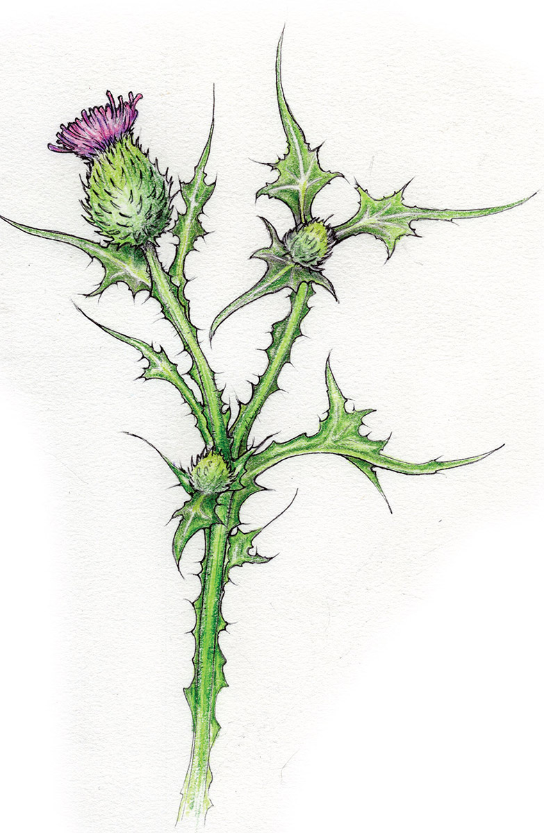 Illustration Thistle