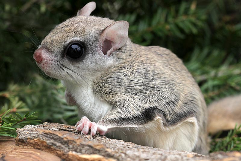 Flying Squirrels Visiting Bird Feeders  Summer 2017  Knots and Bolts