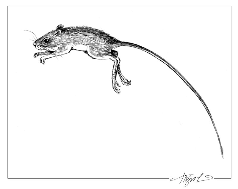 Jumping Mice Long Tailed Leapers The Outside Story