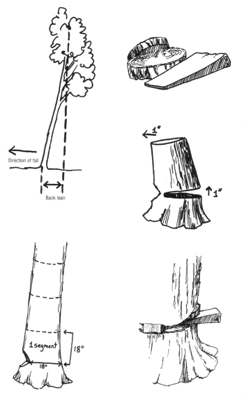 Felling Trees Against The Lean Articles Tricks Of The Trade