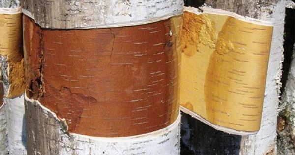 Getting to Know Bark by Michael Wojtech