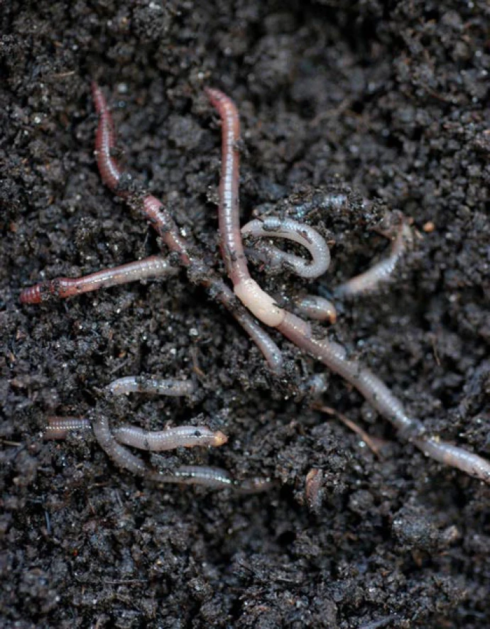 009WIN_worm_pic.jpg