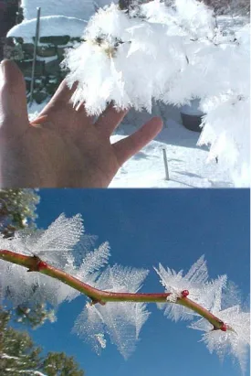 10-01-26_frost_hand.jpg thumbnail