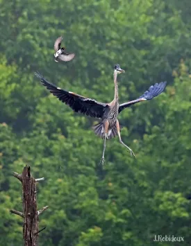 Heron thumbnail