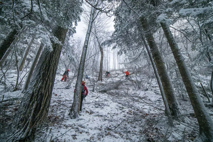 Woods workers