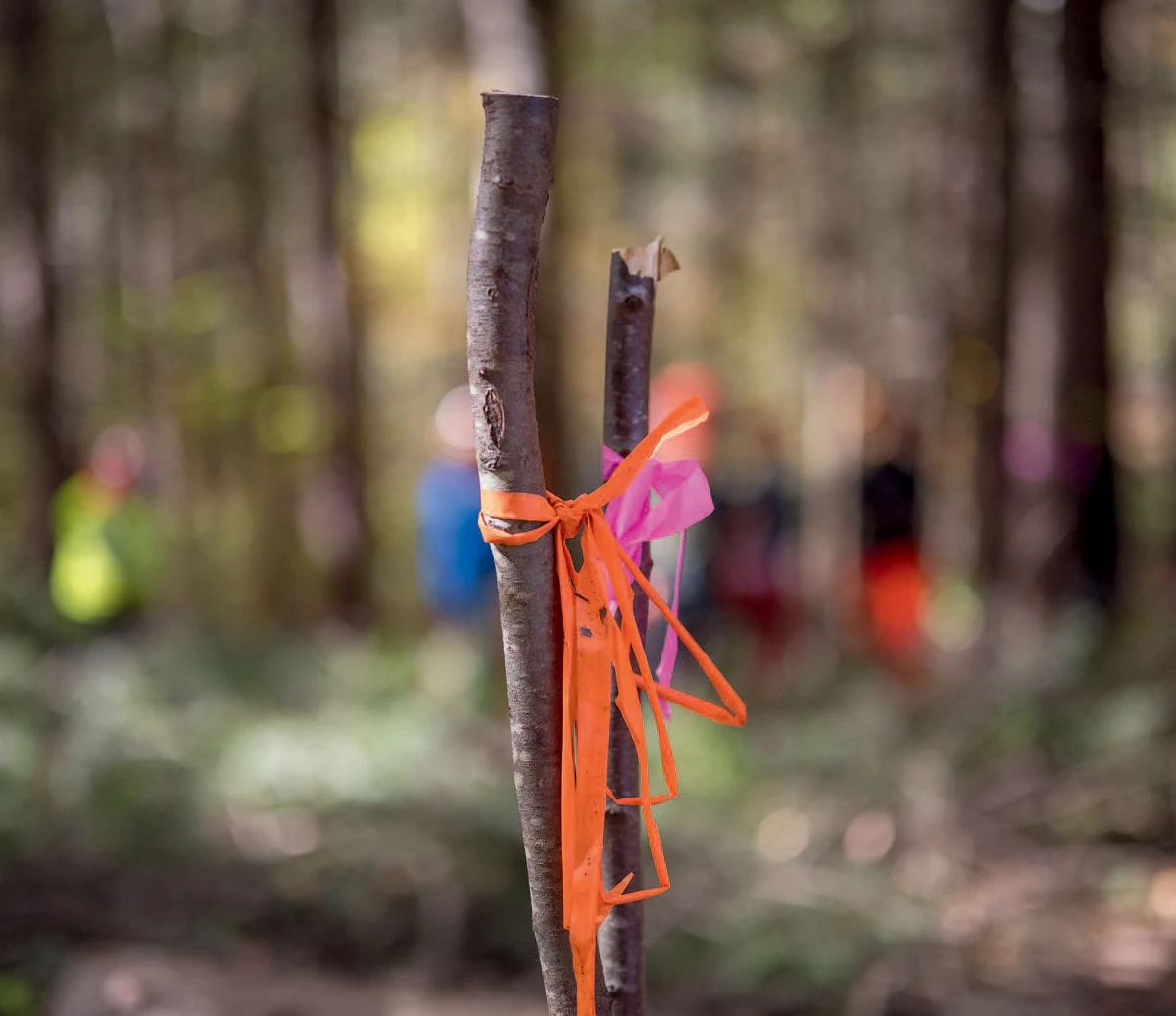 Forester marker
