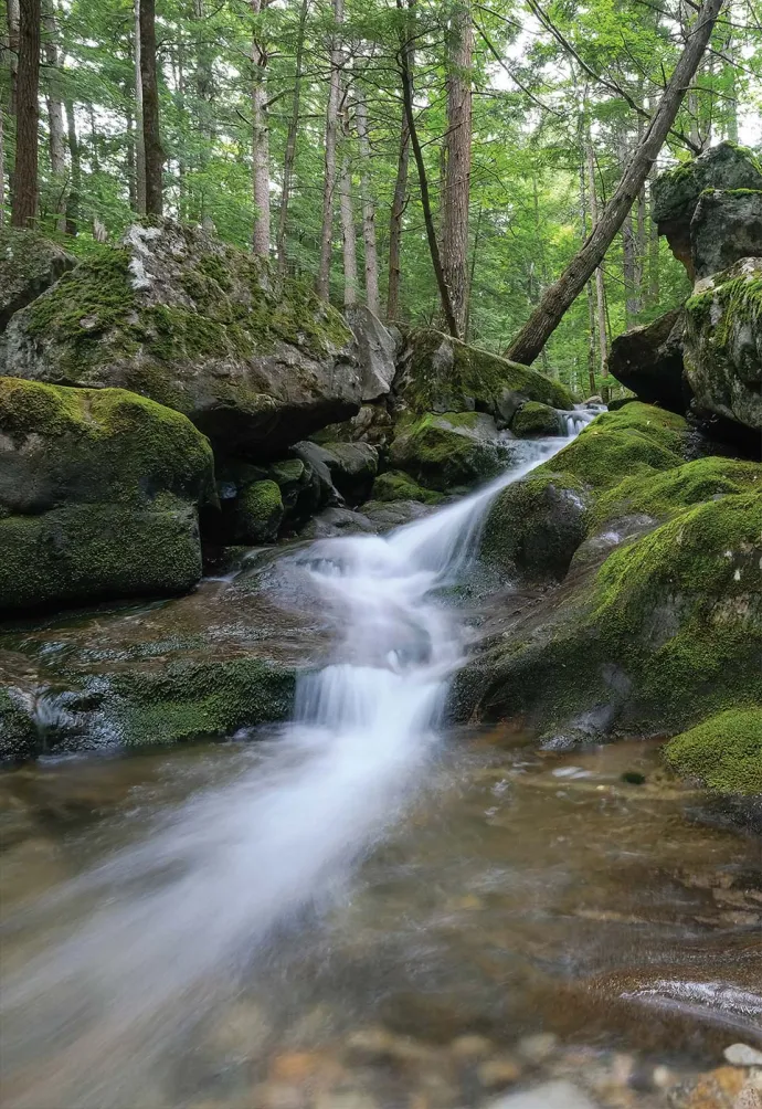 Chapman Brook