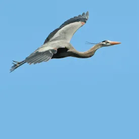 Heron flying thumbnail
