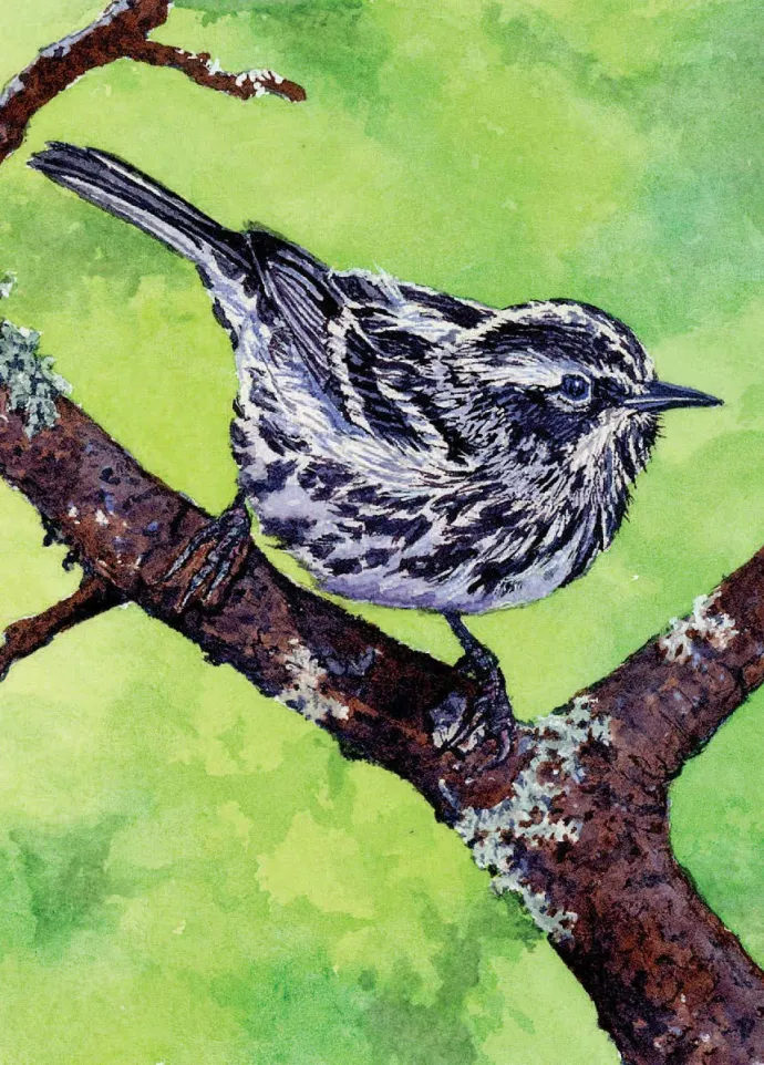 Bird