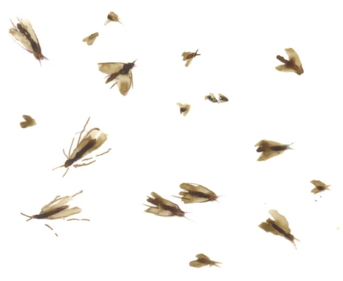 Caddisflies