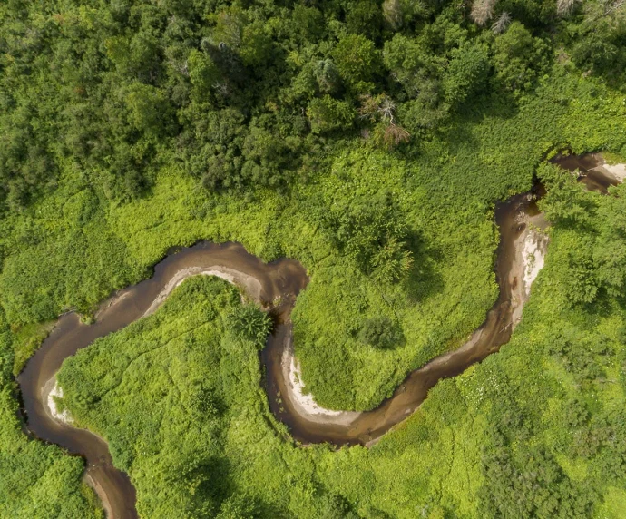 Floodplain forests