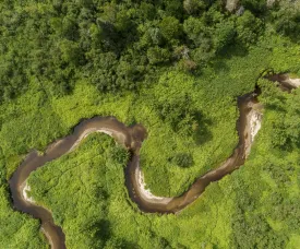 Floodplain forests thumbnail