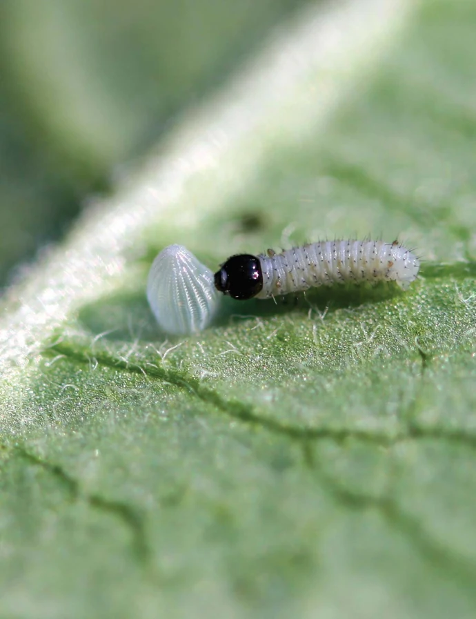 Monarch larvae