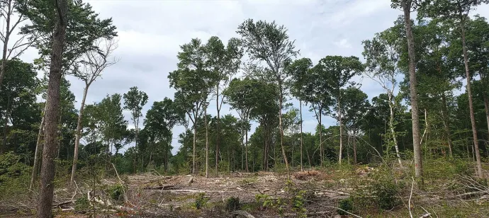Shelterwoods