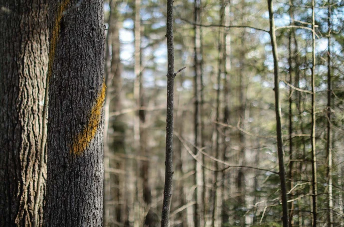 Tree Marking