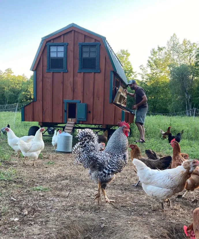 Chickens