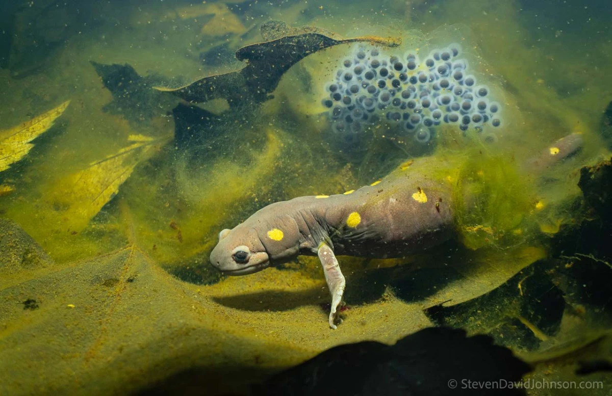 Spotted salamander