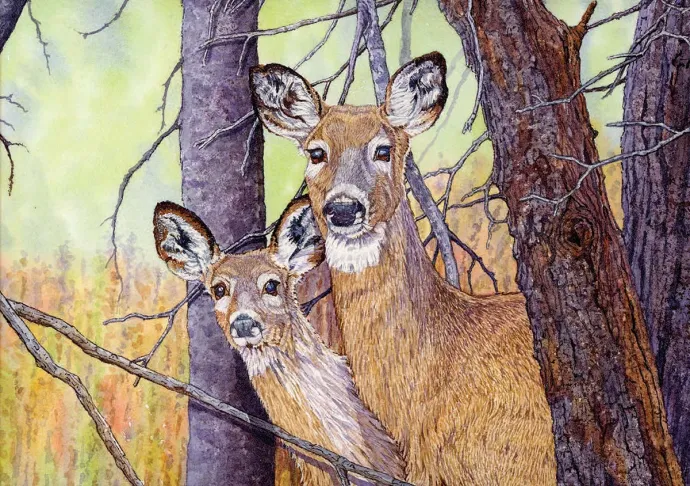 Deer