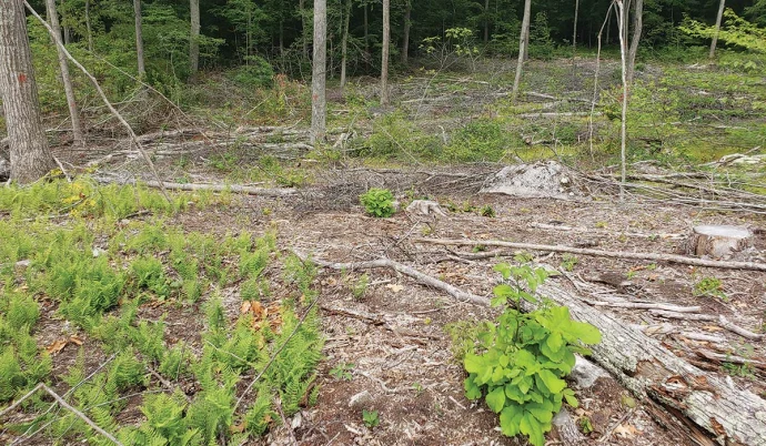 Forest regeneration