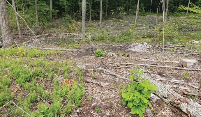 Forest regeneration