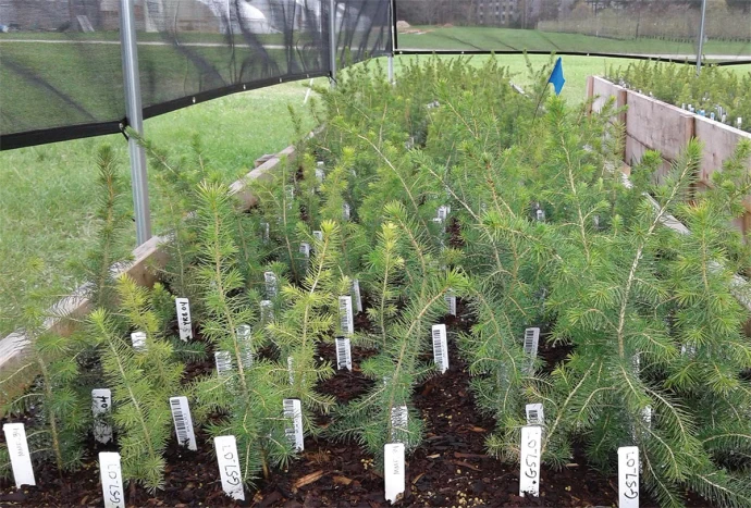 Spruce seedlings