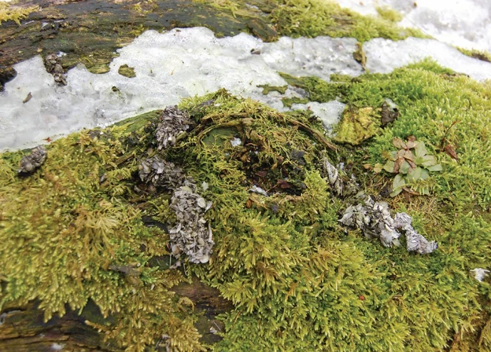 Otter habitat