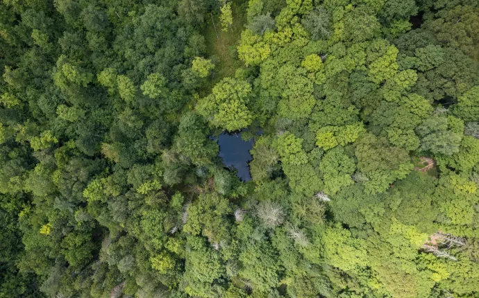 Forest canopy