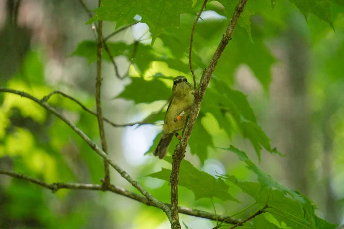 Banded bird