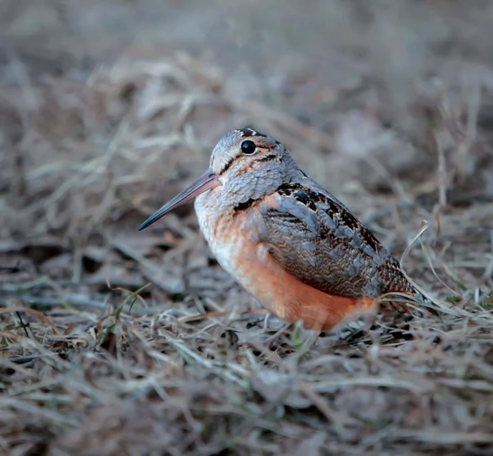 American woodcock