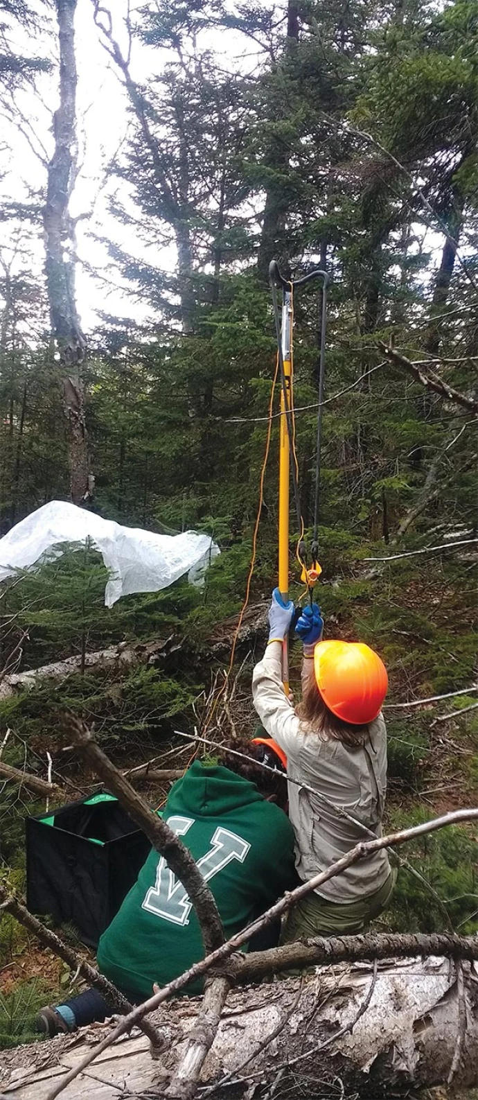 Spruce trimming